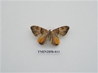 藏品(尺蛾584)的圖片